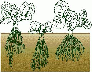 όταν είναι καλύτερο να φυτέψετε φράουλες