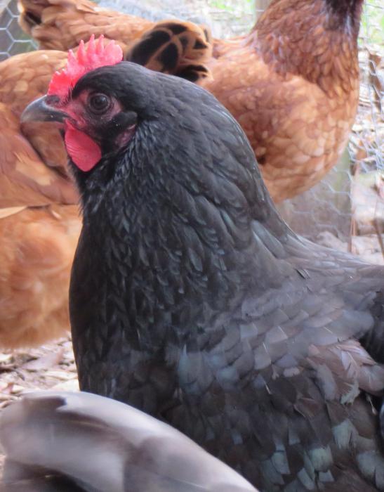 Κυρίαρχο κοτόπουλο: Είδη και χαρακτηριστικά