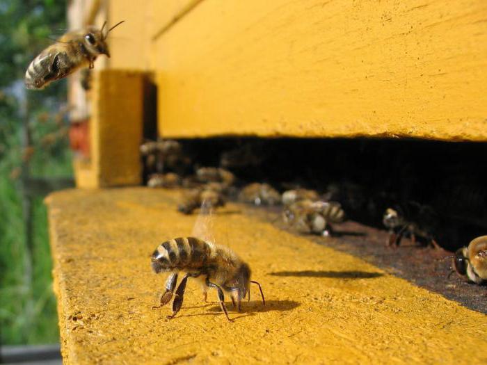 μελισσοκομία στην περιοχή του Λένινγκραντ 