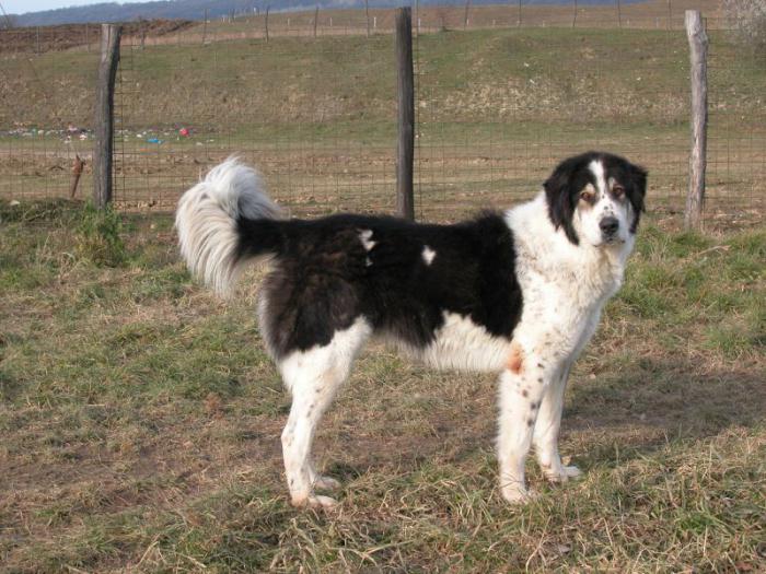 Bukovina Shepherd Dog: περιγραφή, φωτογραφία, χαρακτήρας