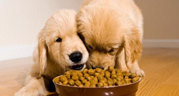 Τι είναι χρήσιμο για τα τρόφιμα σκυλιών 