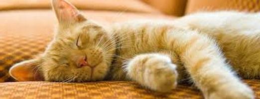 Τι όνειρα για γάτες: ενδιαφέρουσα έρευνα