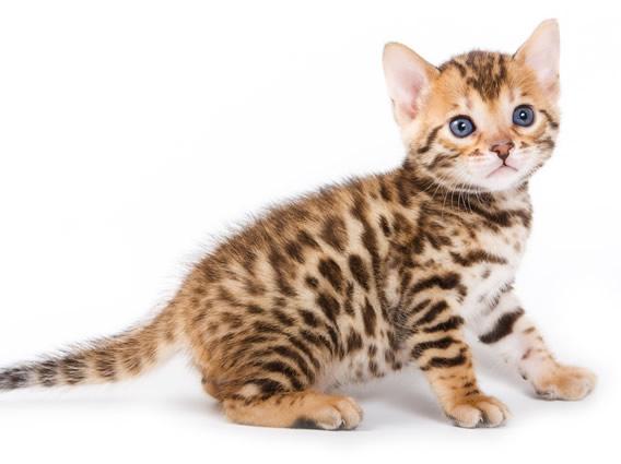 Αρχική γάτα λεοπάρδαλη - η ενσάρκωση της χάριτος και της βελτίωσης