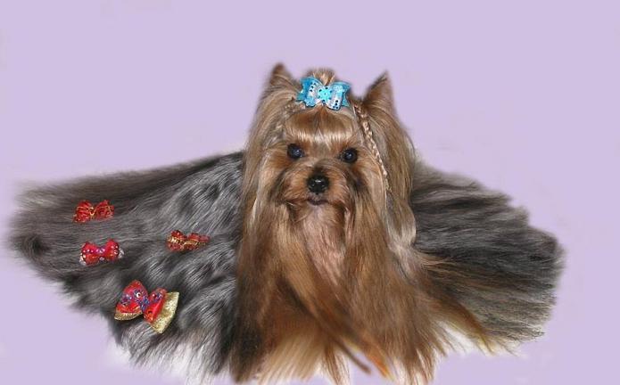 Yorkshire Terrier: συντήρηση και φροντίδα. Πλεονεκτήματα και μειονεκτήματα του τεριέ Yorkshire