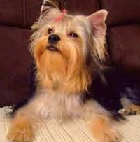 Πώς να φροντίζετε για ένα Yorkshire terrier έτσι ώστε να κερδίζει σε εκθέσεις