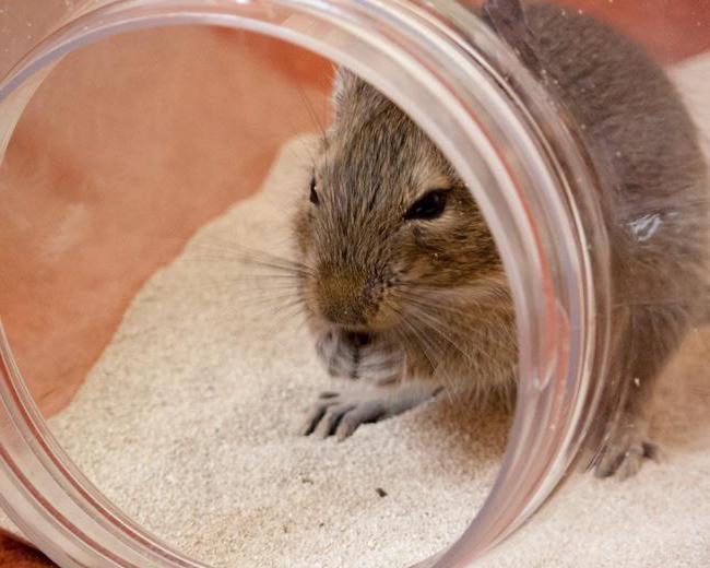 Μέγεθος κλουβιού για το degus