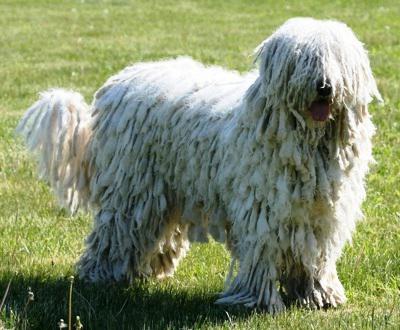 Komondor (Ουγγρικός Ποιμενικός): περιγραφή της φυλής, του χαρακτήρα και της φωτογραφίας