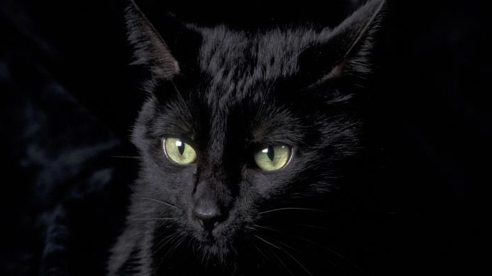 Η γάτα είναι μαύρη. Φυλές: ονόματα και χαρακτηριστικά