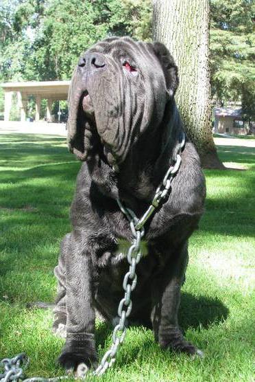 Mastiff Hercules είναι το μεγαλύτερο σκυλί στον κόσμο