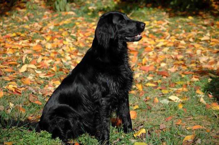 Labrador Retriever: φυλή, χαρακτήρα και φροντίδα