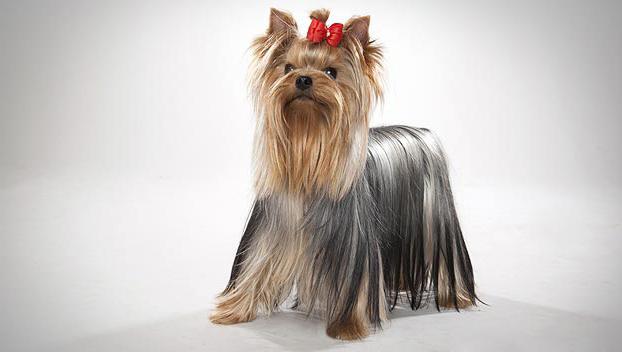 πόσο κάνει ένα yorkshire terrier