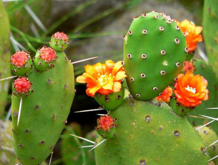 Cactus λουλούδια, τη φροντίδα και την αναπαραγωγή των φυτών εσωτερικού χώρου