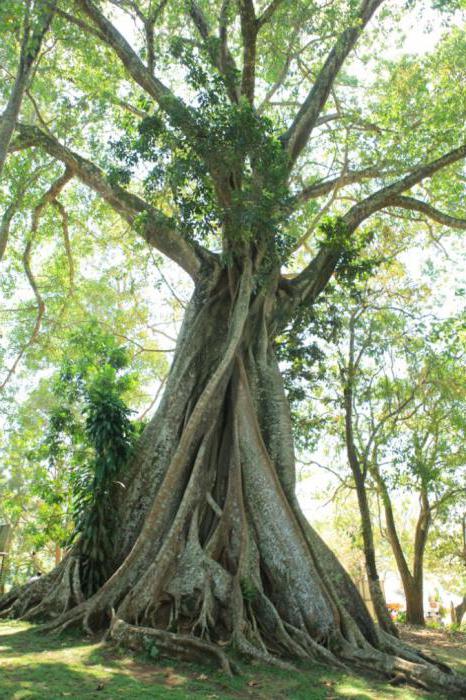 Ficus ιερό