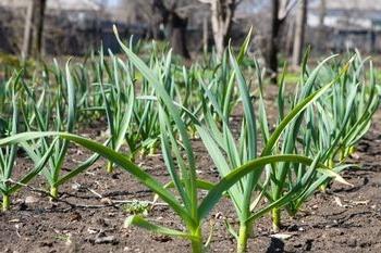 Πώς να μεγαλώσω το σκόρδο - Χρήσιμες Συμβουλές