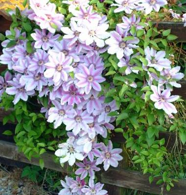 Clematis για τα Ουράλια. Ποικιλίες. Ιδιαιτερότητες της καλλιέργειας