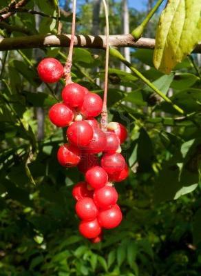 Lemongrass Far Eastern: χρήσιμες ιδιότητες και ιδιαιτερότητες της καλλιέργειας