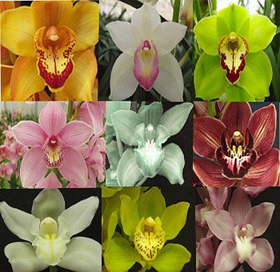 Orchids cymbidium στο σπίτι