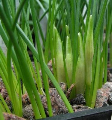 γιατί δεν λουλούδια των daffodils