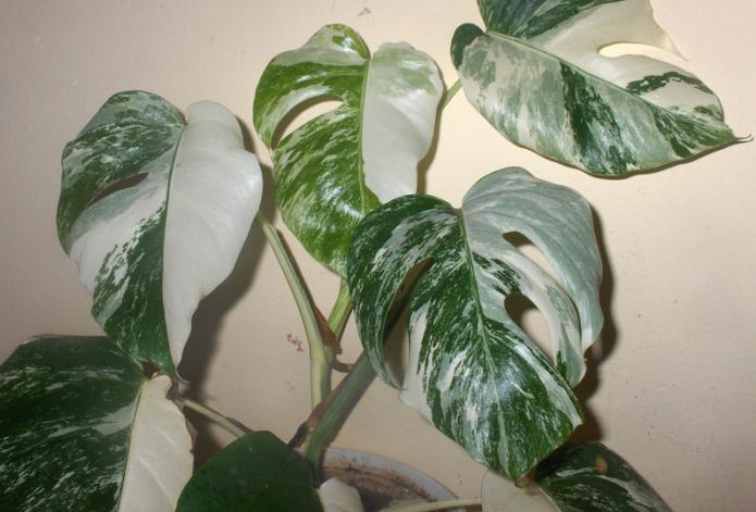 monstera η γενέτειρα του φυτού