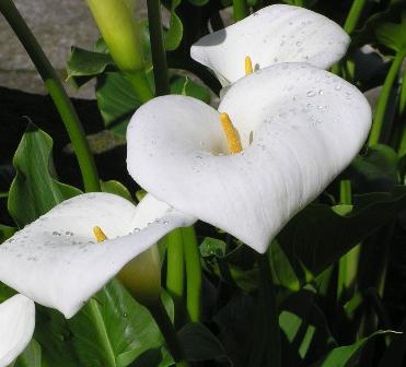 Συμβουλές για καλλιεργητές λουλουδιών: πώς να φροντίζετε για ένα calla στο σπίτι