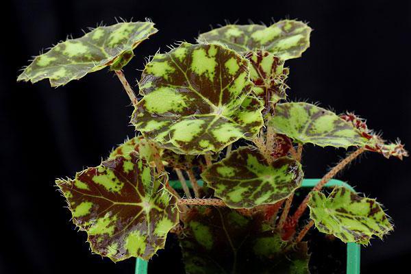 begonia tiger care στο σπίτι