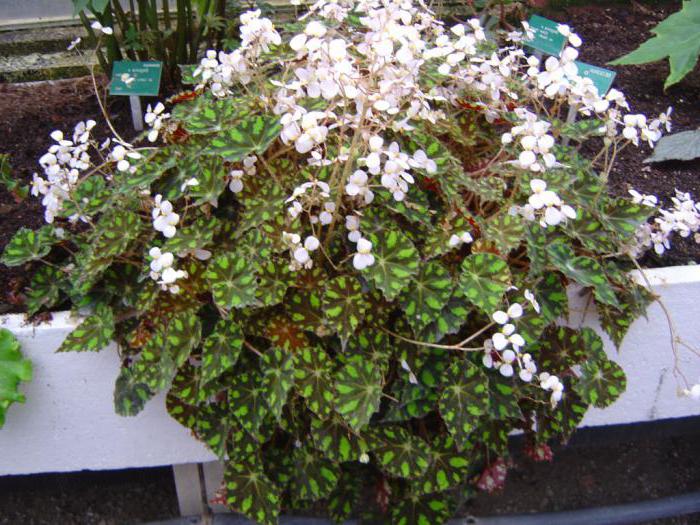 begonia tiger care