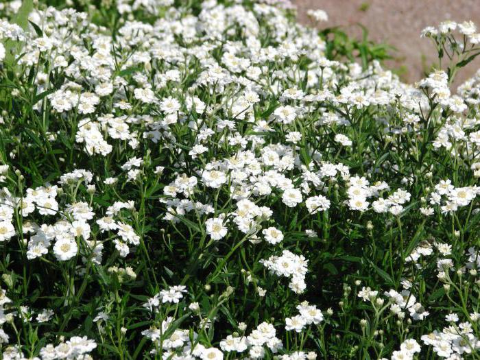 yarrow ptarmik 