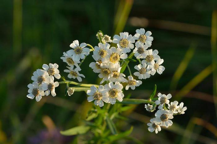 yarrow ptarmik προσγείωση και φροντίδα 