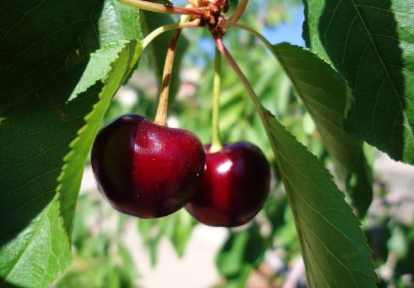 Νόστιμο Κεράσι Cherry Cherry: Περιγραφή Ποικιλία