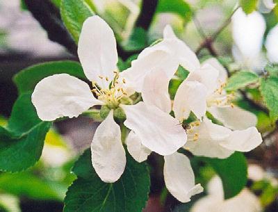 Apple tree "kovalenkovskoe": περιγραφή της ποικιλίας και της φροντίδας