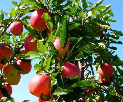 φροντίδα μετά τα μήλα μετά τη φύτευση