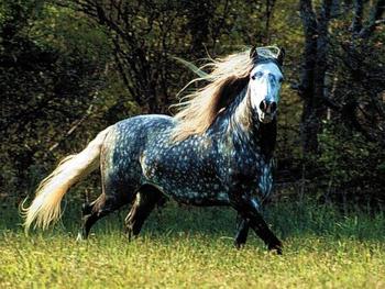 Όνειρο: τι ονειρεύεται ένα άλογο ή άλογο;