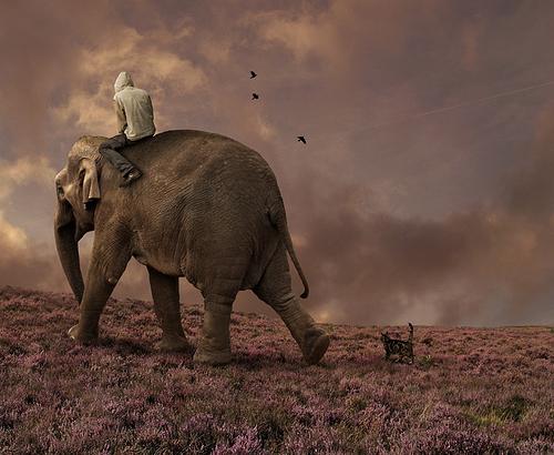 Ερμηνεία ονείρου: ένας ελέφαντας - για τι ονειρεύεστε;