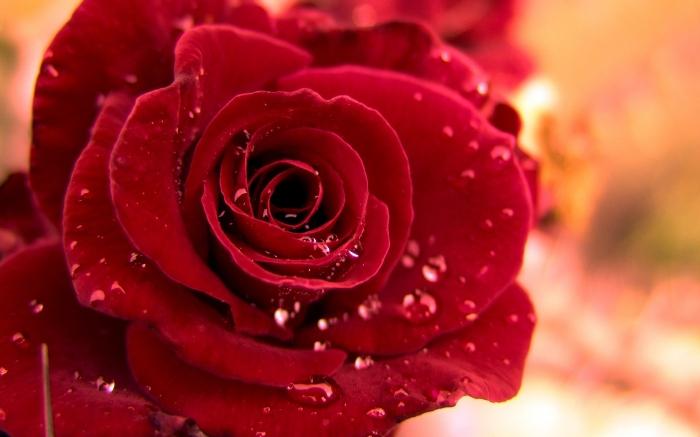 Ερμηνεία των ονείρων: γιατί τα όνειρα των τριαντάφυλλων;