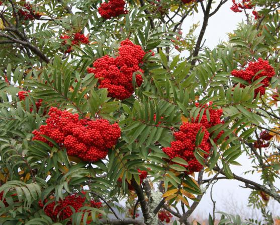 Rowan - λεπτή, σγουρή, κόκκινη. Αντανάκλαση αυτής της ομορφιάς στη λαϊκή τέχνη