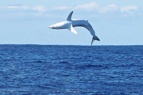 Mako Shark ταχύτητα σε επίθεση 