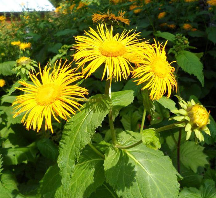 elecampane