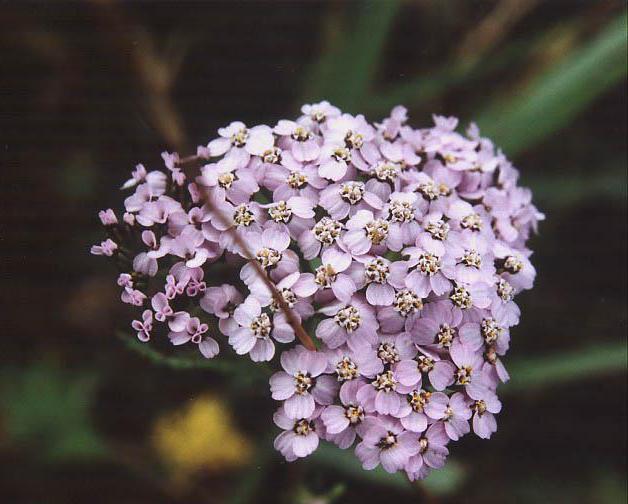 yarrow Φωτογραφία