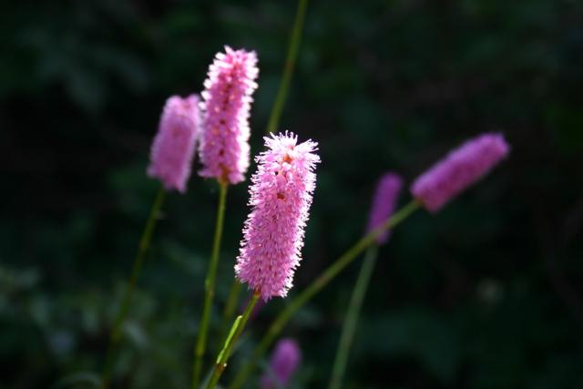 Ορνιθώνες (Poligonum bistorta L.)