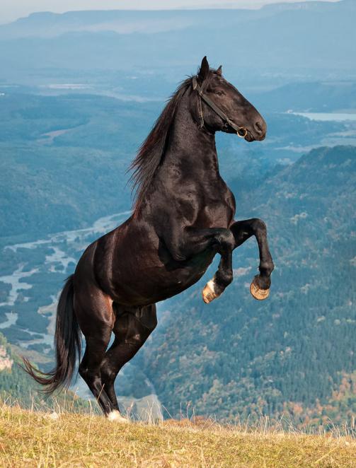 Karachai άλογο φυλής