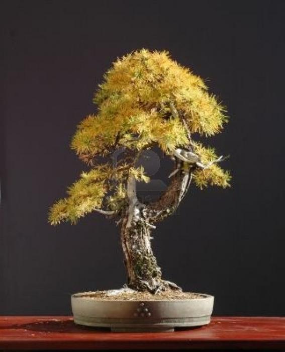 Το Larch European - ένας λαμπρός εκπρόσωπος της ασυνήθιστης χλωρίδας κωνοφόρων