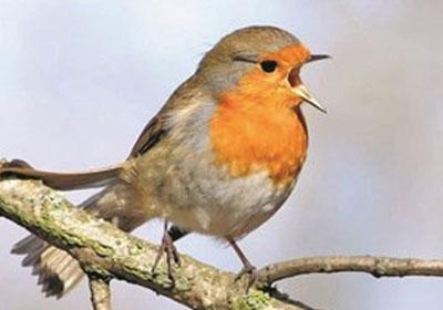 robin bird 