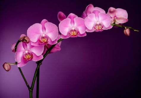 Ορχιδέες Phalaenopsis