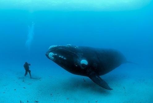 Η μεγαλύτερη φάλαινα χρειάζεται προστασία