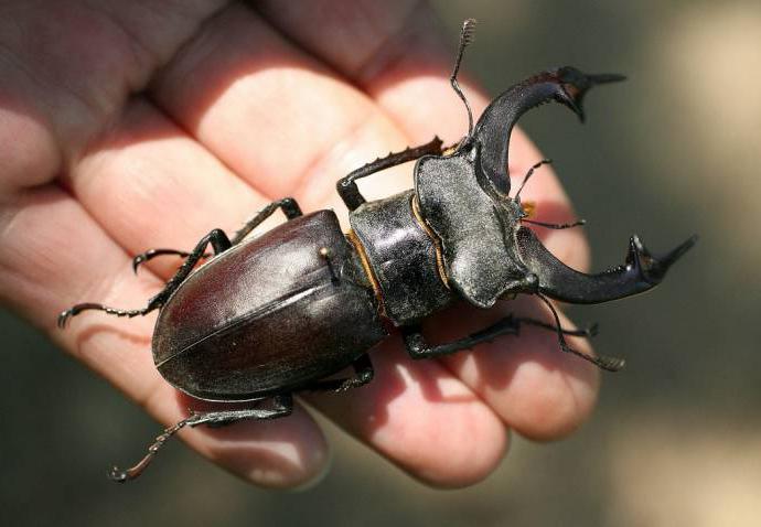 Beetle begle beetle