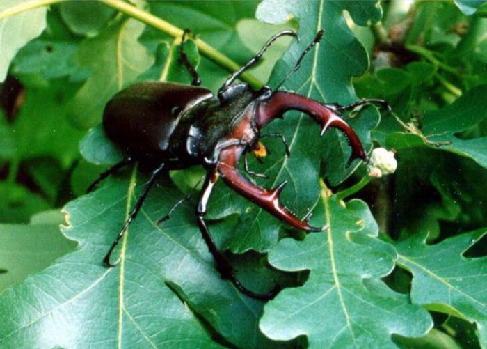 Beetle οξύρρυγχος από τις ζωοτροφές