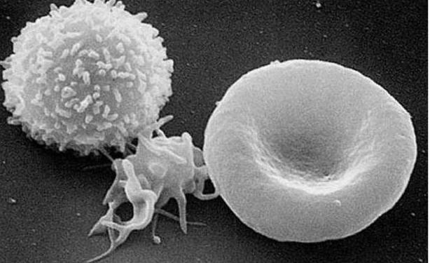 Ποιο είναι το προσδόκιμο ζωής των ανθρώπινων λευκοκυττάρων