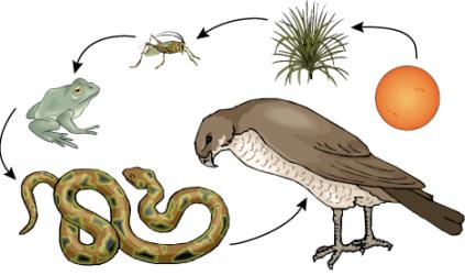 Τροφική αλυσίδα. Τροφική αλυσίδα βοσκοτόπων. Τροφική τροφική αλυσίδα