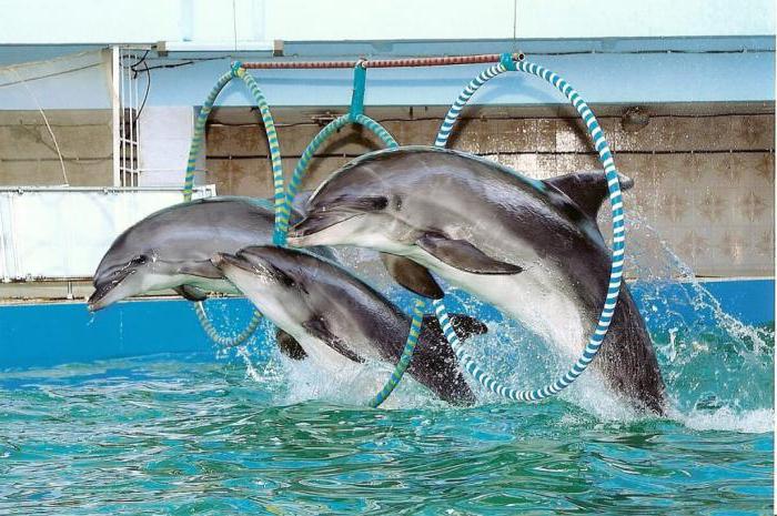 Evpatoria Dolphinarium: πρόγραμμα παρουσιάσεων, φωτογραφίες και κριτικές