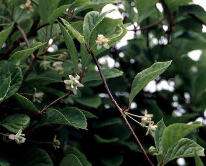 Schizandra μούρο